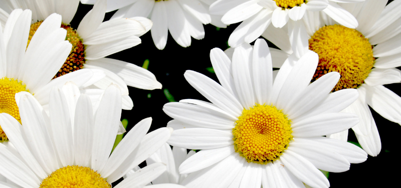 Blume Blume